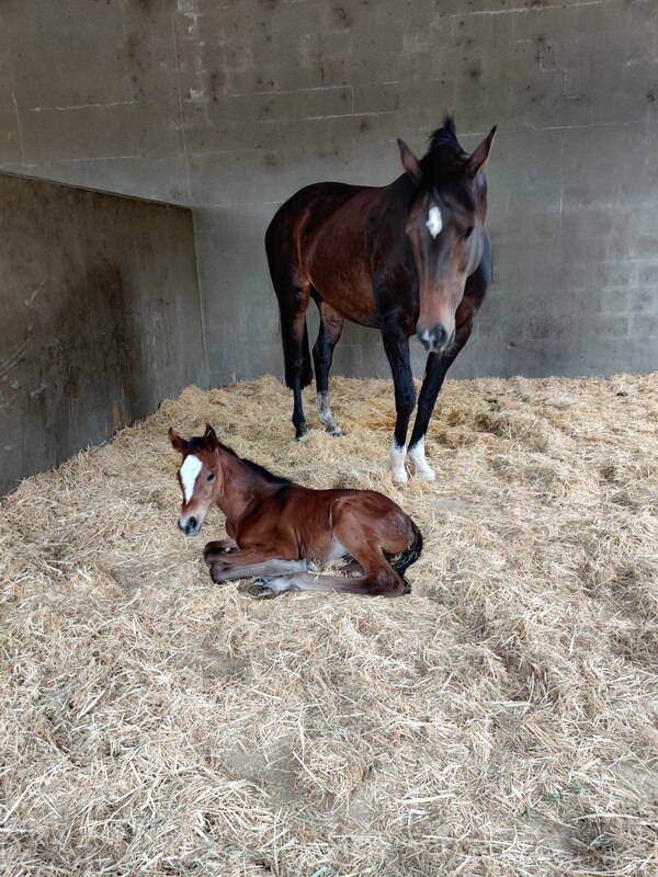 Mare and foal in a stable at Retford Equine Veterinary Clinic.