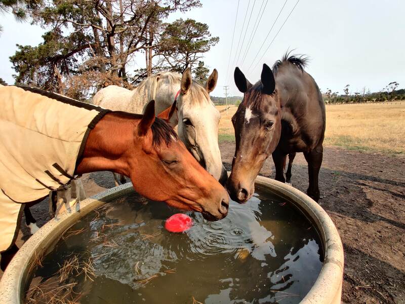 Horses drinking at retford equine veterinary clinic.