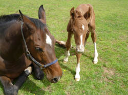 Mare and foal sitting in grass at retford equine veterinary clinic